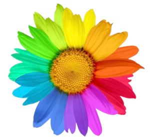 Shop Now at the Sunflower Ventures Store